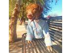 Adopt Kara a Chesapeake Bay Retriever, Jack Russell Terrier