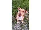 Adopt Blossom a Labrador Retriever, Hound