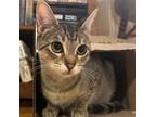 Adopt Lady Violet (with Rue) a Domestic Short Hair