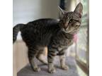 Adopt Rue (with Lady Violet) a Domestic Short Hair