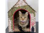 Adopt Carol a Domestic Short Hair