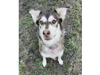 Adopt Maggie a Siberian Husky