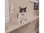 Adopt Ophelia a Domestic Short Hair