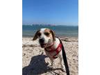 Adopt Gigi a Beagle