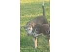 Adopt Katie a Catahoula Leopard Dog