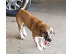 Adopt Rosie a Bloodhound