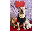 Adopt Peter a Pit Bull Terrier