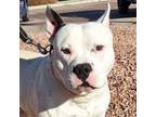 Adopt Capone a Staffordshire Bull Terrier