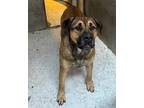 Adopt CANE a Mastiff, German Shepherd Dog