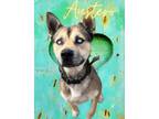 Adopt Austero a Shepherd, Husky