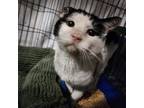 Adopt Stanley **FIV +** a Domestic Short Hair