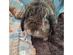 Adopt Hershey a Holland Lop