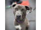 Adopt Drexel a Weimaraner