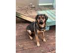 Adopt Bruiser a Hound