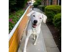 Adopt Beauxregard a Catahoula Leopard Dog