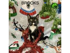 Adopt Brooks a Domestic Medium Hair