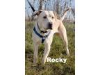 Adopt Rocky a Labrador Retriever, Mixed Breed