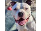 Adopt BOSSES a Pit Bull Terrier, Mixed Breed