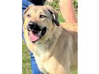 Adopt Kane a Anatolian Shepherd