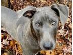 Adopt Wyatt a Retriever, Weimaraner