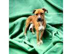 Adopt KJ a Pit Bull Terrier, Mixed Breed