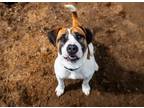 Adopt Vinny a Beagle, Mixed Breed