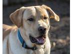 Adopt Homer a Golden Retriever, Labrador Retriever