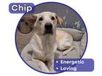 Adopt Chip a Labrador Retriever