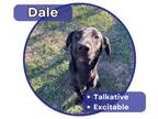 Adopt Dale a Labrador Retriever, Husky