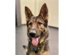 Adopt Radar II a German Shepherd Dog