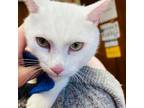 Adopt Peter a Domestic Short Hair