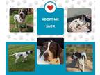 Adopt Jack (MD) a English Pointer