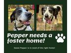 Adopt Needs Foster Pepper (VA) a English Pointer