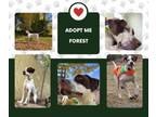 Adopt Forest (CO) a English Pointer