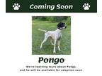 Adopt Pongo (MO) a English Pointer