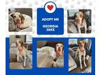 Adopt GA Jake (VA) a English Pointer