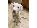Adopt Crew has been Adopted! a Labrador Retriever, Terrier