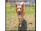 Adopt Apollo a Shepherd, Collie