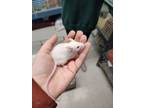 Adopt Pistachio a Mouse