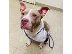 Adopt Enzo [phone removed] a Mixed Breed, Pit Bull Terrier