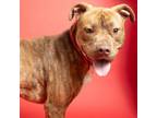 Adopt Gibson a Pit Bull Terrier