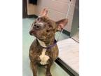 Adopt Brent a Pit Bull Terrier