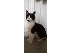 Adopt Sammy (Samson) ***Courtesy Post *** a American Shorthair