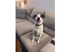 Adopt Rocky a Jack Russell Terrier, Labrador Retriever