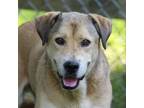 Adopt Kyon a Mixed Breed, Labrador Retriever