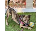 Adopt Tamagotchi a Catahoula Leopard Dog, Basset Hound