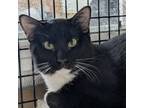 Adopt Ferrari a Tuxedo