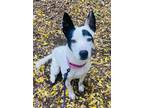 Adopt Shiner a Shepherd, Pointer