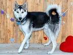 Adopt YOGI a Siberian Husky