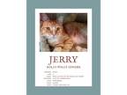 Adopt Jerry &(Jesse) FEE SPONSORED a Domestic Short Hair